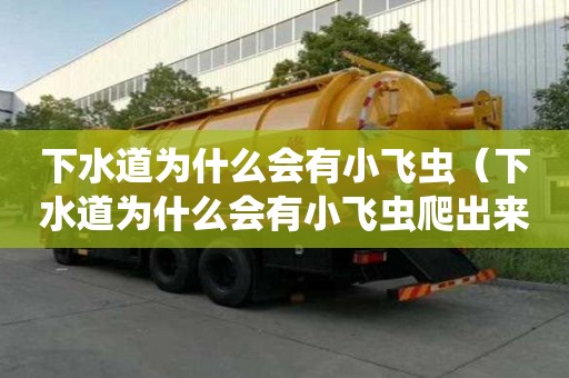 下水道为什么会有小飞虫（下水道为什么会有小飞虫爬出来）