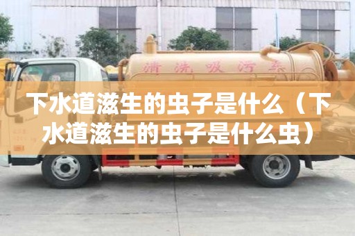下水道滋生的虫子是什么（下水道滋生的虫子是什么虫）