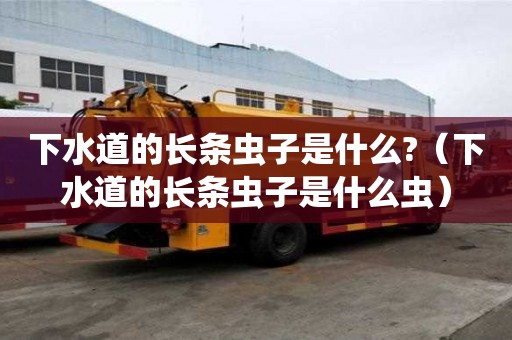 下水道的长条虫子是什么?（下水道的长条虫子是什么虫）