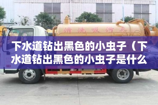 下水道钻出黑色的小虫子（下水道钻出黑色的小虫子是什么）
